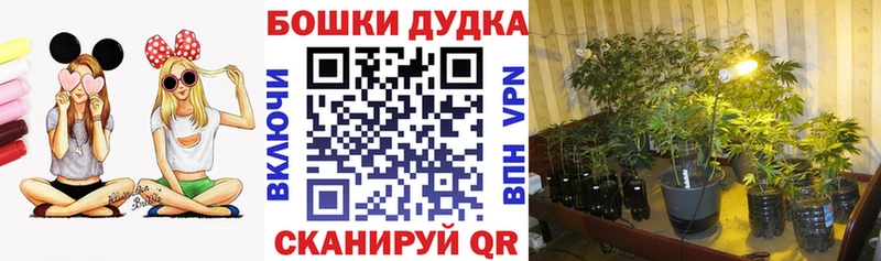 Конопля Amnesia  Рошаль 